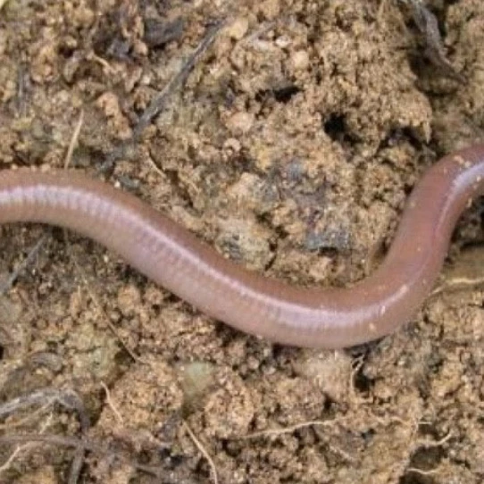 지렁이