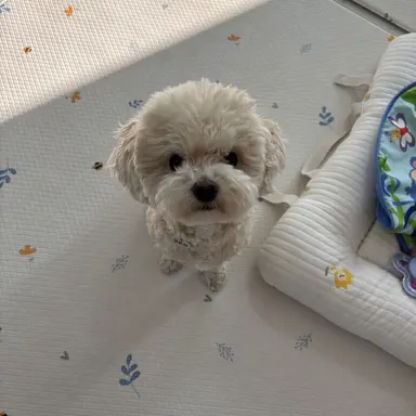 Profile image of 히비보수카