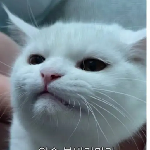 LowNerve5567의 레오와개집사둘 산타