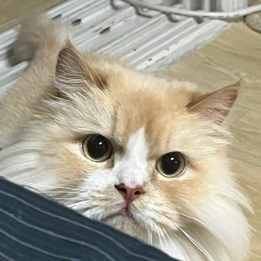 라떼