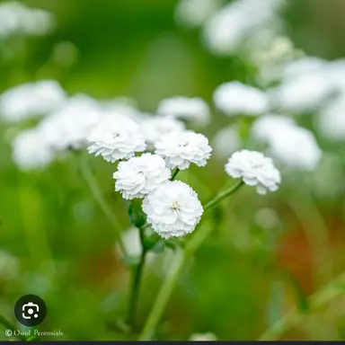 Profile image of 해브