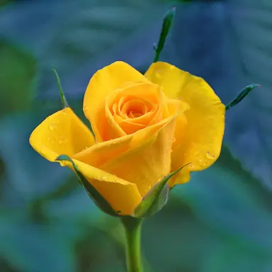 Profile image of 차미