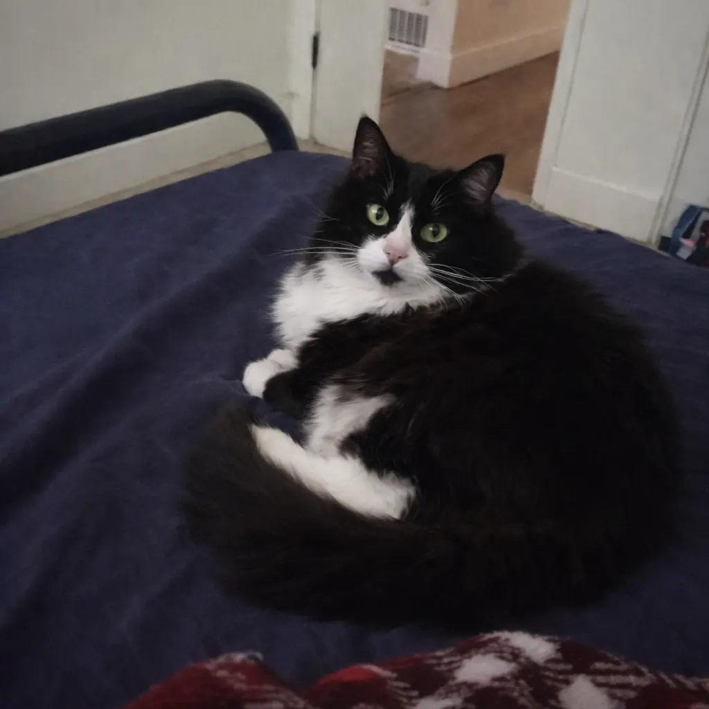 Dededede의 Ur cat