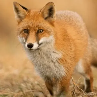 Profile image of 여우