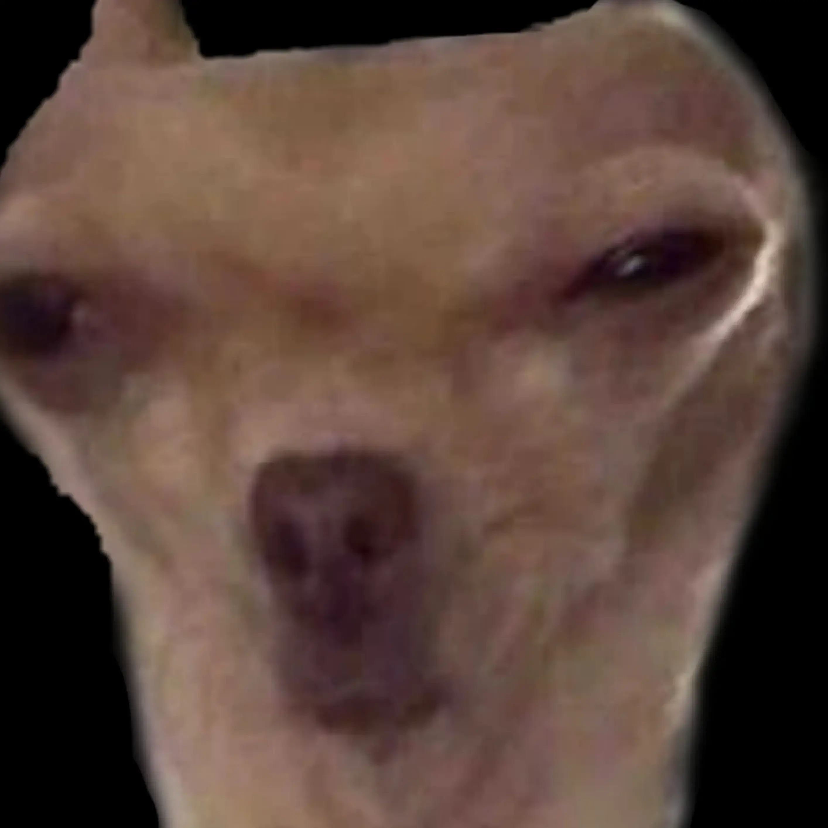 TartBrush2729의 Kain, the Big Dog