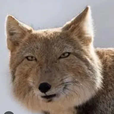 Profile image of 여우