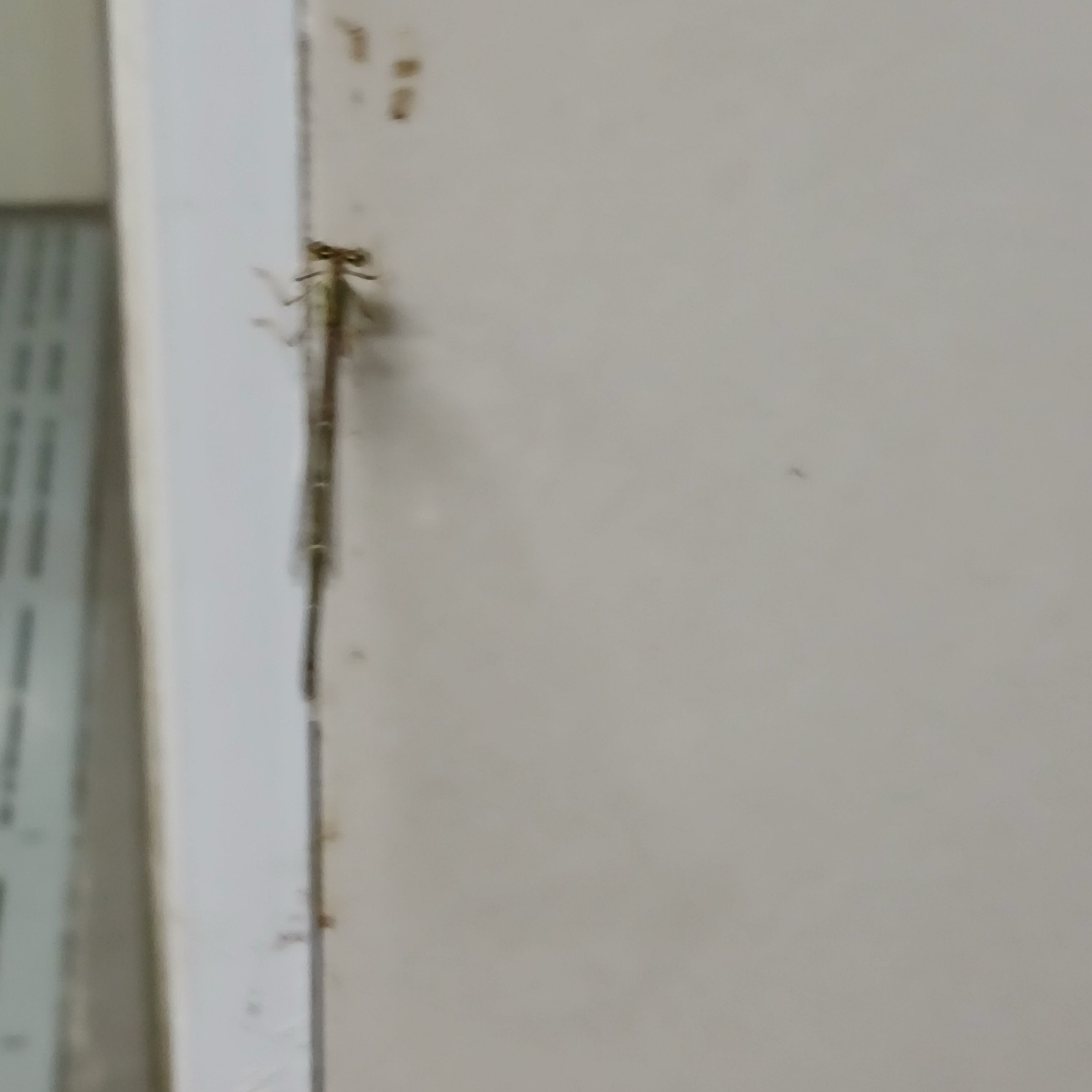 아이브+여우?! 대표 이미지