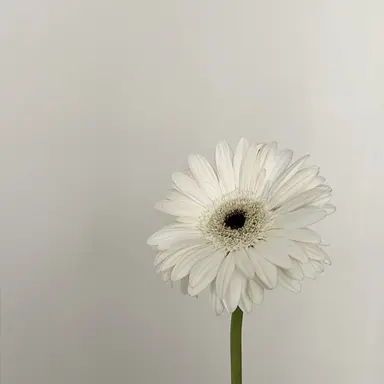 Profile image of ラウ