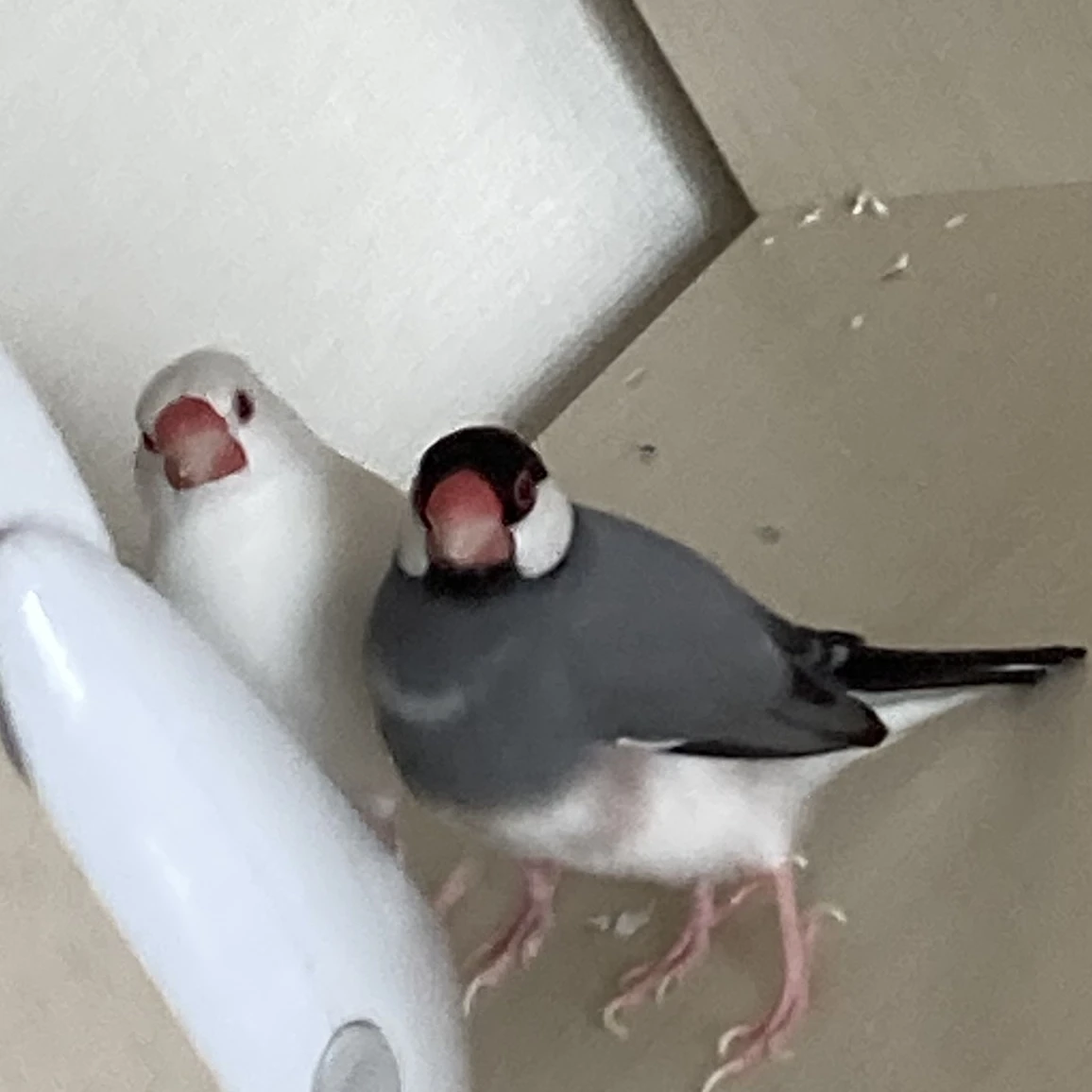 セバスチャン