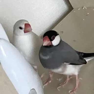 Profile image of セバスチャン