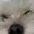 곽치치