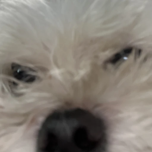 곽치치