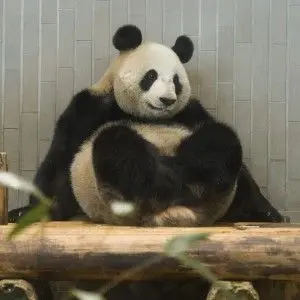 Profile image of パンダ