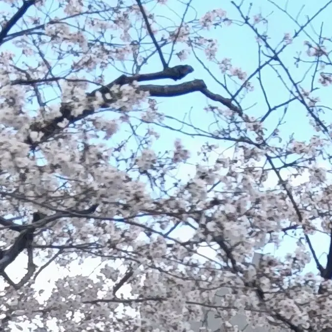 Dazaisaan의 可愛い人間さん。