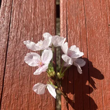 Profile image of 대저택