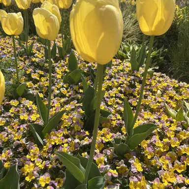 Profile image of 미겜즈