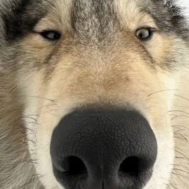 Profile image of 늑대