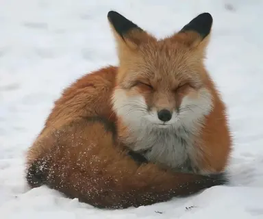 Profile image of 아시로나 여우