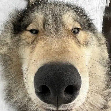 Profile image of 늑대