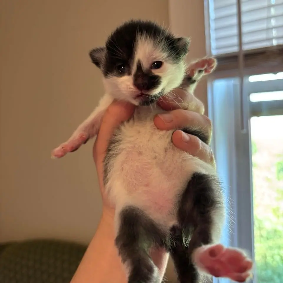 SmokySkirt2969의 When the Headlights Fade