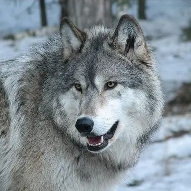 Profile image of 늑대
