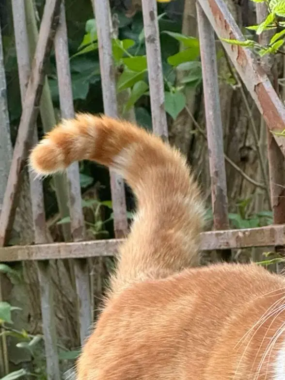 ThrowingStar의 六ろの猫ちゃん