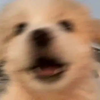 ORyi의 백도하