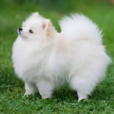 Profile image of Sprinkles