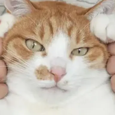 Profile image of 토토