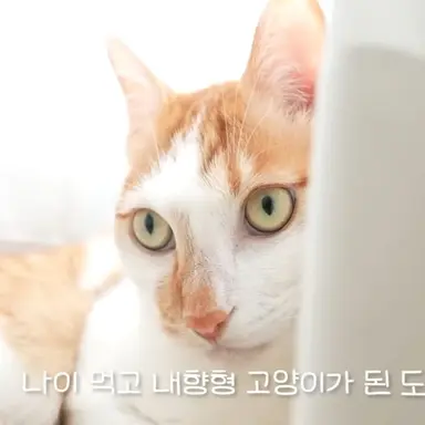 Profile image of 도도
