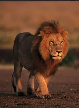 Profile image of Rex