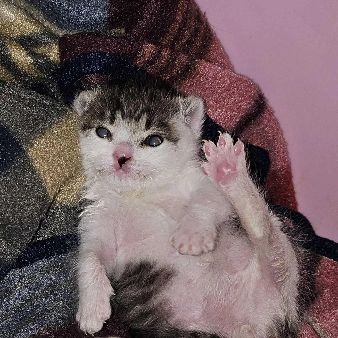 444666의 냐옹이