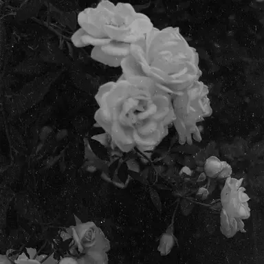 Profile image of 옥해란