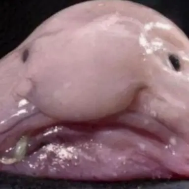 Profile image of 늑대