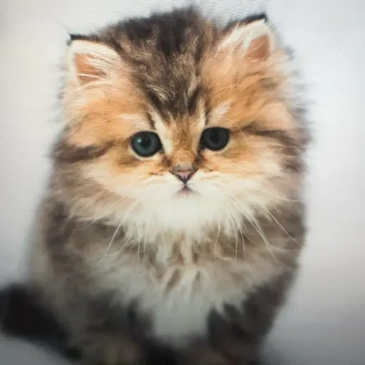 TallFluff8965의 토토