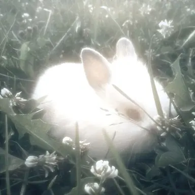 Profile image of 칸로지 미츠리