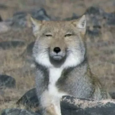 Profile image of 키츠네 키코