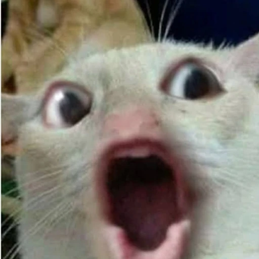 시쪽이