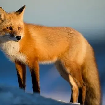 Profile image of 여우