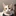 냥이