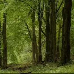 HomelySpicy5589의 Forest