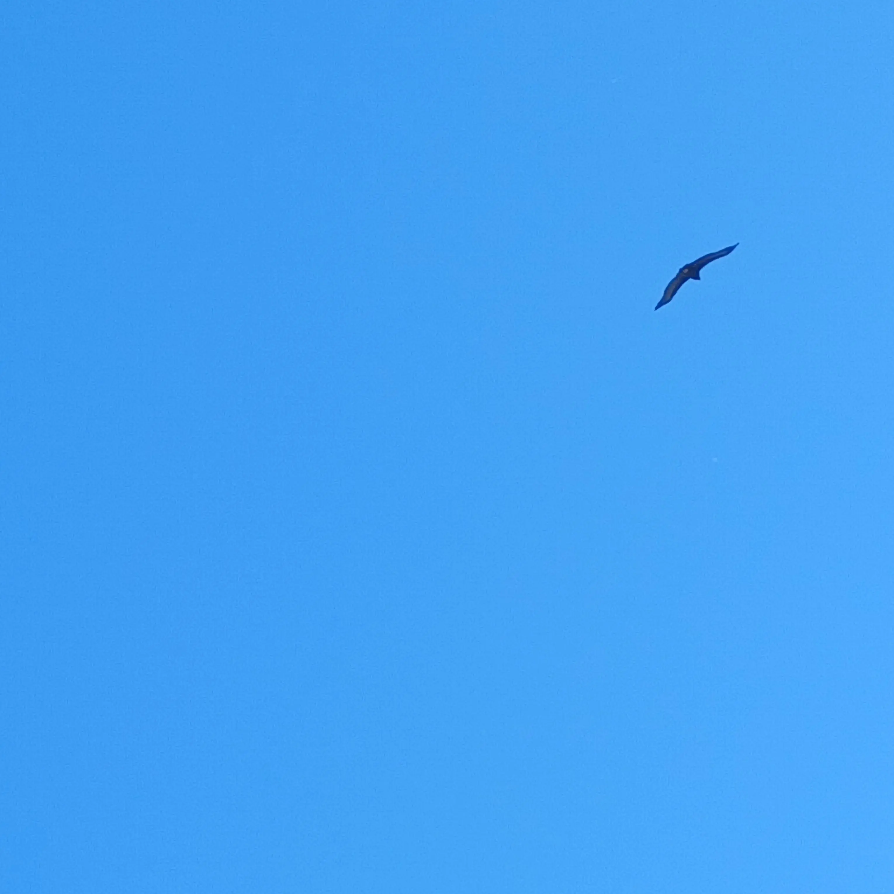 RaspyBlood6449의 요괴와 인간이 공존하는 세상