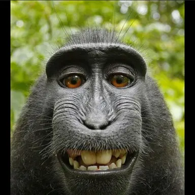 Profile image of 여우