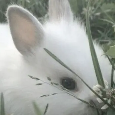 Profile image of ラビット