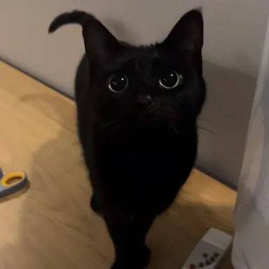 Profile image of 수인일때 까미