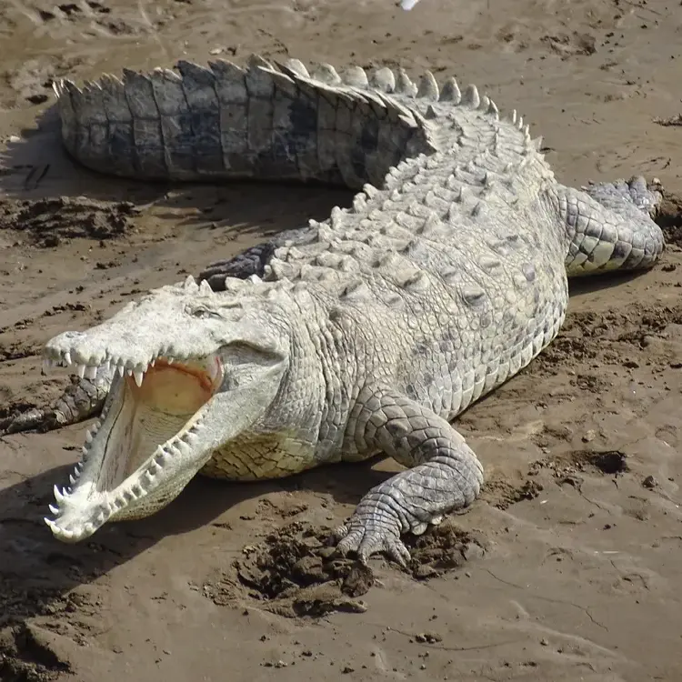 ReptileReptile의 아메리카 악어 '크롱이' 사육