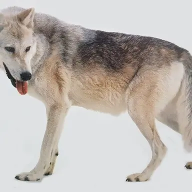 Profile image of 늑대