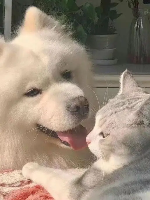 BlandTetra8819의 猫系犬系♡