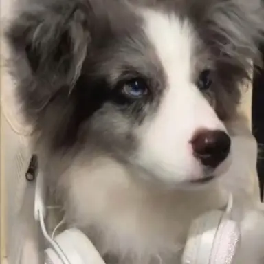 Profile image of 吉野