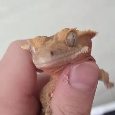 Profile image of 동동이